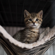 Deceased Cat Invited to Register to Vote in Georgia